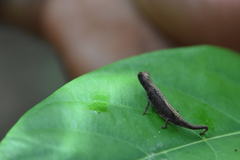 Brookesia minima