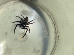 Coryphasia nigriventris