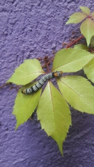 Androloma disparata