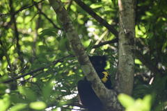 Eulemur macaco