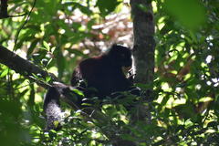 Eulemur macaco