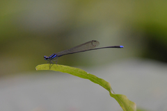 Prodasineura laidlawii