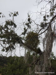Phoradendron minutifolium