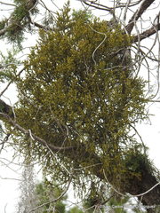 Phoradendron minutifolium