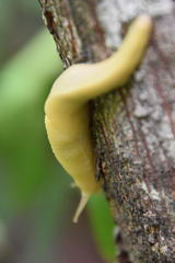 Elisolimax flavescens