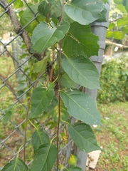 Celastrus orbiculatus