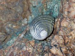 Nerita costata
