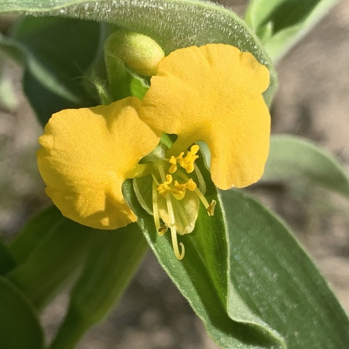 Commelina africana image