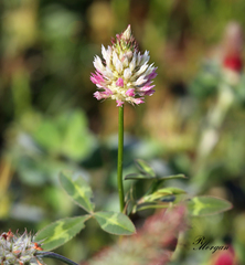 Trifolium vesiculosum