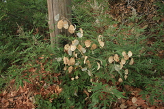 Lunaria annua pachyrrhiza