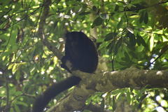 Eulemur macaco