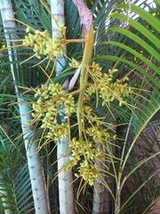 Dypsis lutescens