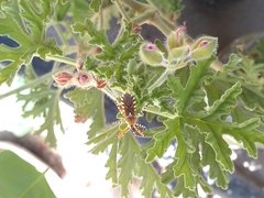 Cosmoclopius nigroannulatus