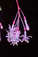Fuchsia paniculata image