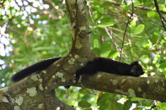 Eulemur macaco