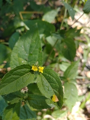 Calyptocarpus brasiliensis