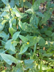 Calyptocarpus brasiliensis