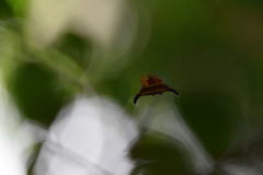 Gasteracantha thorelli
