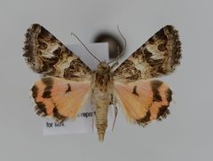 Drasteria mirifica