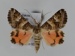 Drasteria mirifica