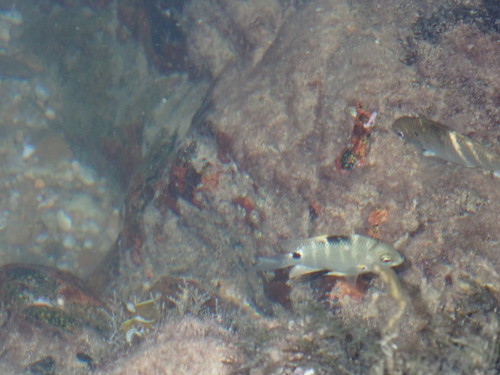 Blackspot Sergeant (Abudefduf sordidus)