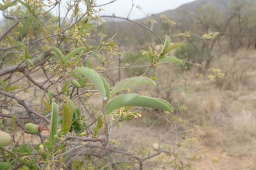 Image of Cissus cornifolia by no rights reserved