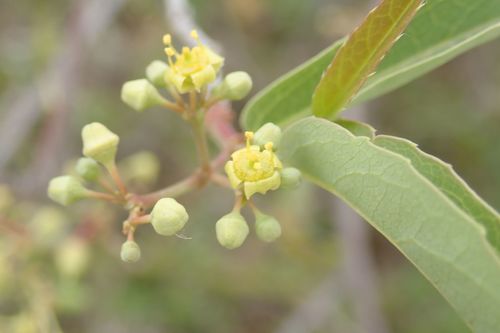 Image of Cissus cornifolia by no rights reserved