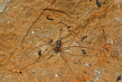 Kalliste pavonum