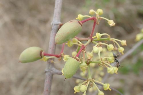 Image of Cissus cornifolia by no rights reserved