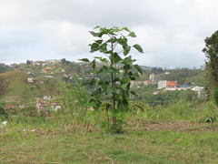 Erythrina poeppigiana
