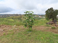 Erythrina poeppigiana