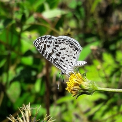 Leptotes cassius cassius