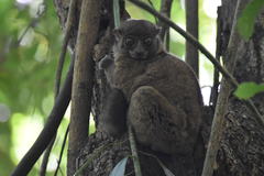 Lepilemur