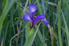 Iris reichenbachiana