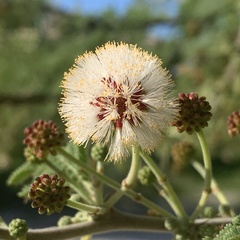 Vachellia luederitzii luederitzii