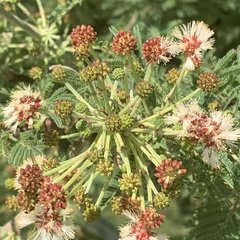 Vachellia luederitzii luederitzii