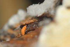 Bilobella aurantiaca