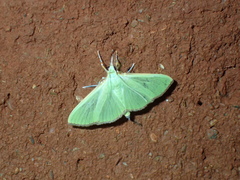 Parotis prasinophila