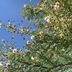 Vachellia luederitzii luederitzii