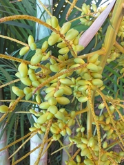 Dypsis lutescens