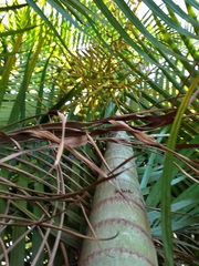 Dypsis lutescens