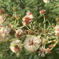 Vachellia luederitzii luederitzii