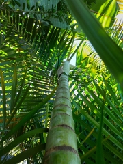 Dypsis lutescens