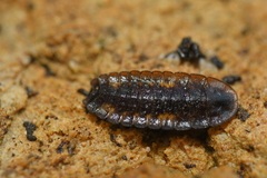 Lamprohiza delarouzei