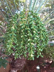 Phoenix roebelenii