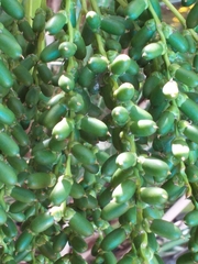 Phoenix roebelenii