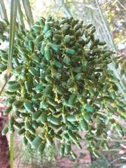 Phoenix roebelenii