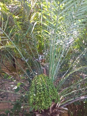 Phoenix roebelenii