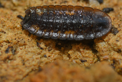 Lamprohiza delarouzei