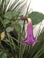 Datura metel